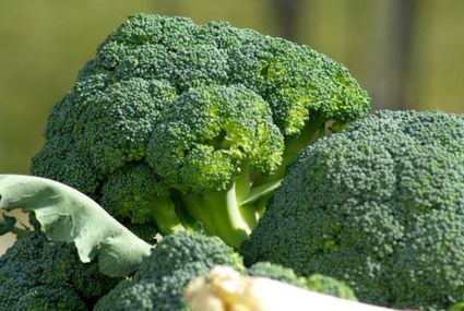 brokoli pelancar asi dasterumah